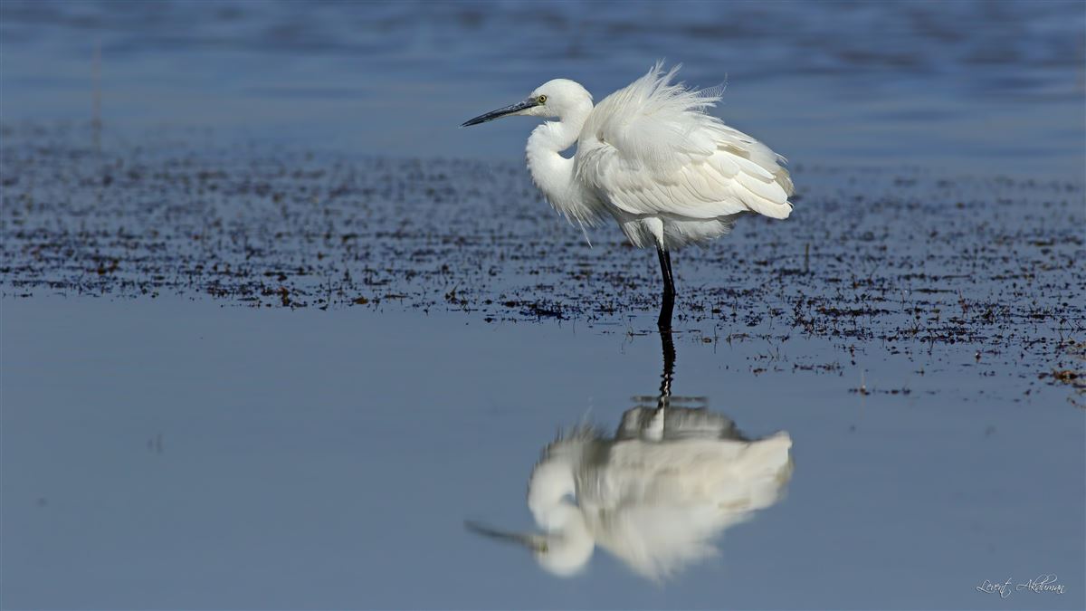 Little Egret