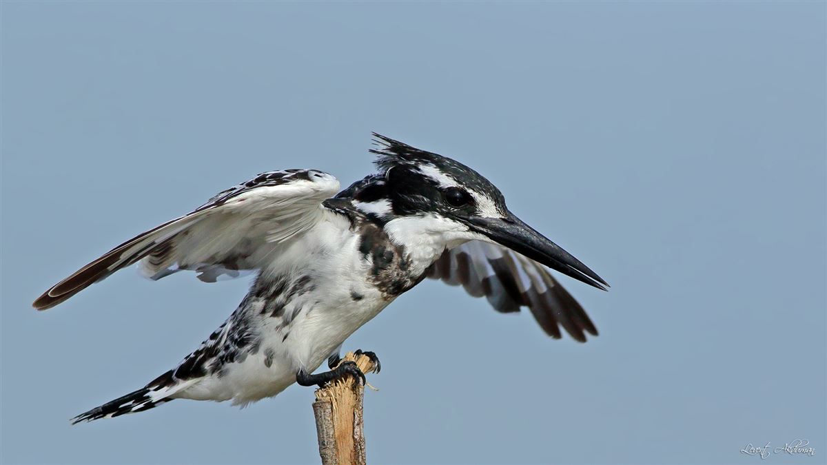 Pied Kingfisher