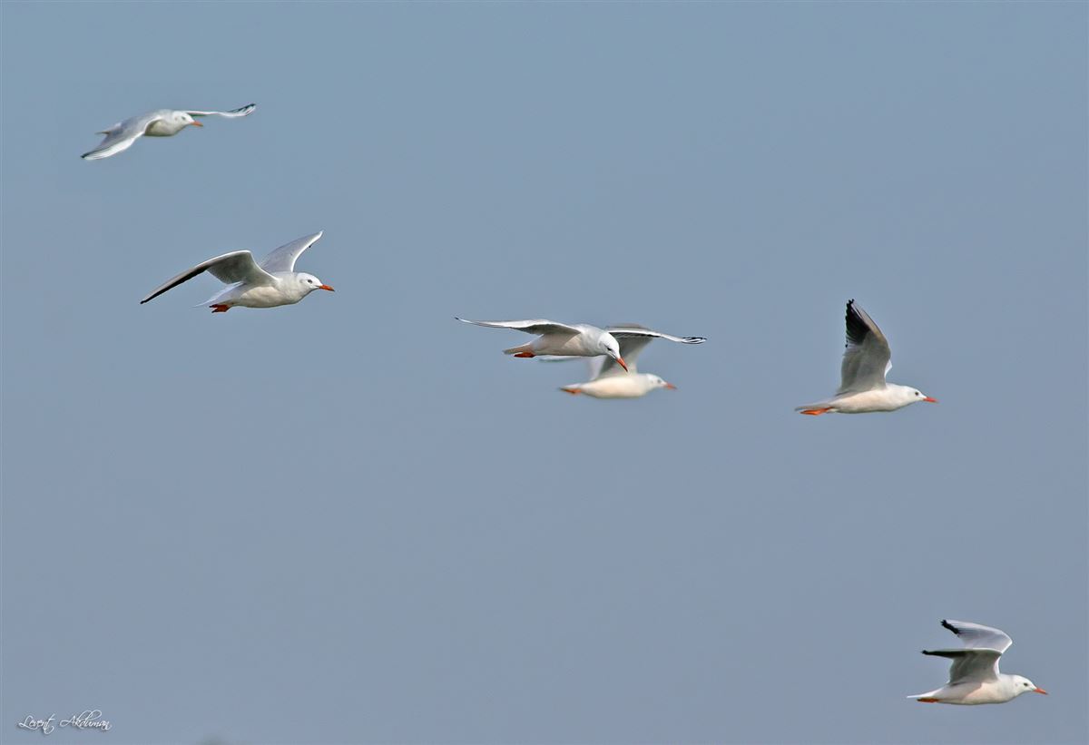 Slender-billed Gull