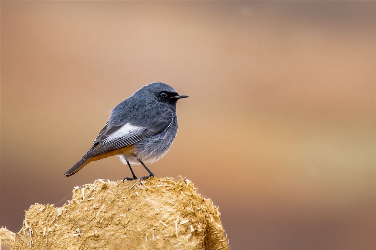 Black Redstart