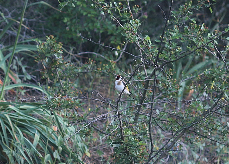 European Goldfinch