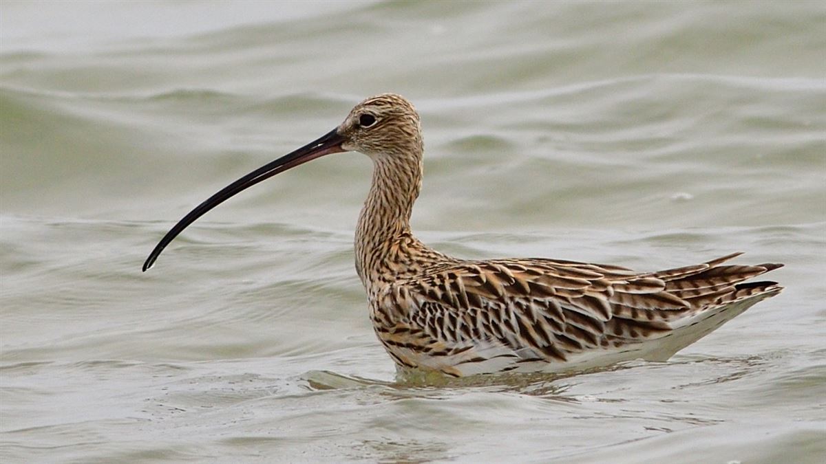 Eurasian Curlew