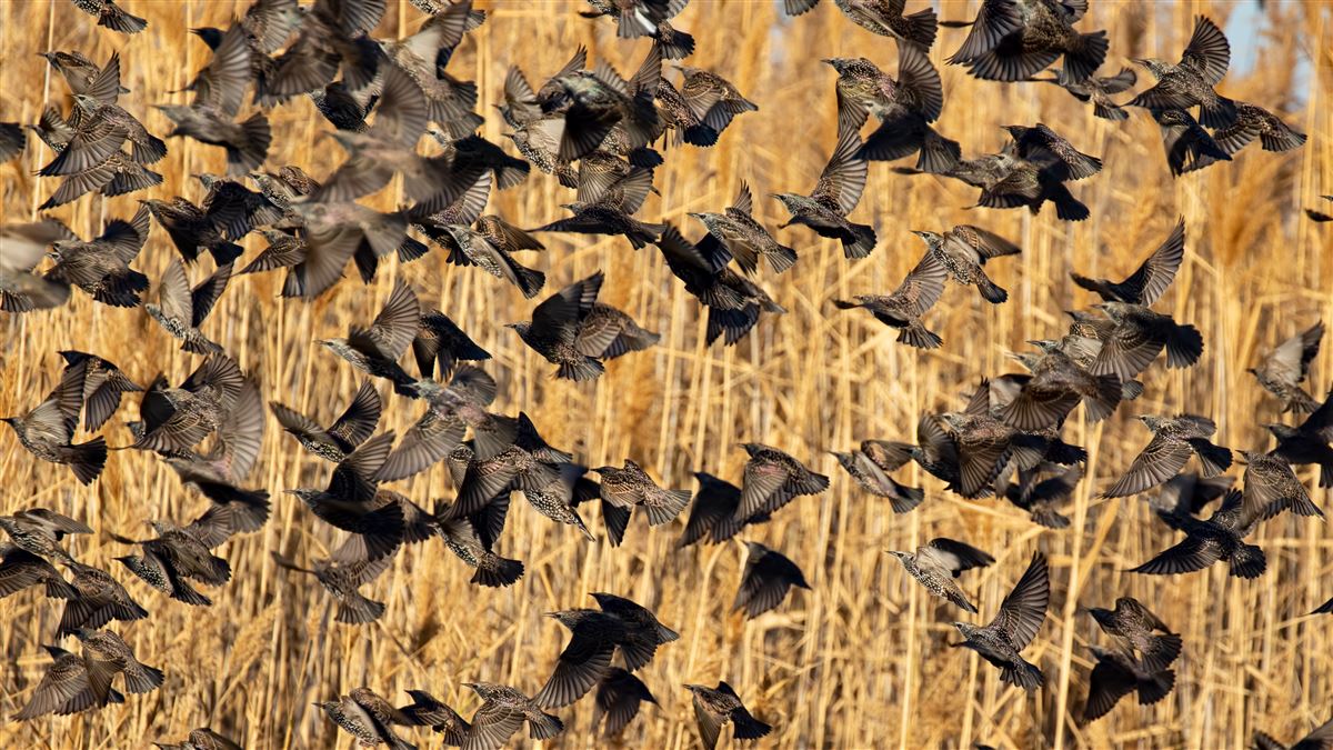 Common Starling