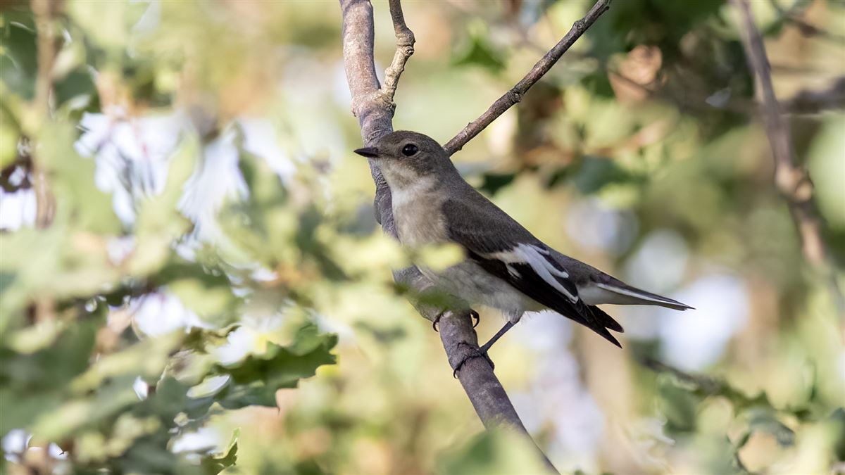 Semicollared Flycatcher