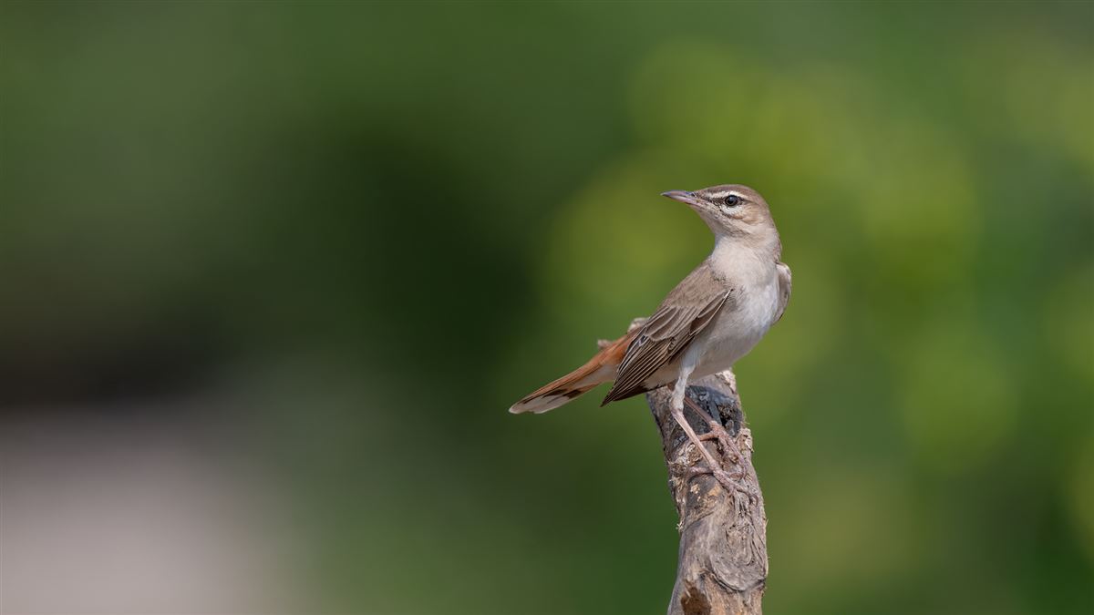 Rufous-tailed Scrub Robin