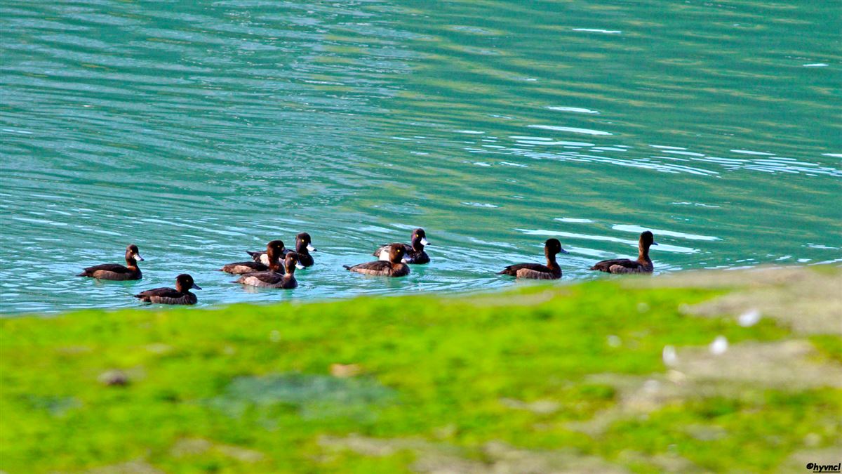 Tufted Duck