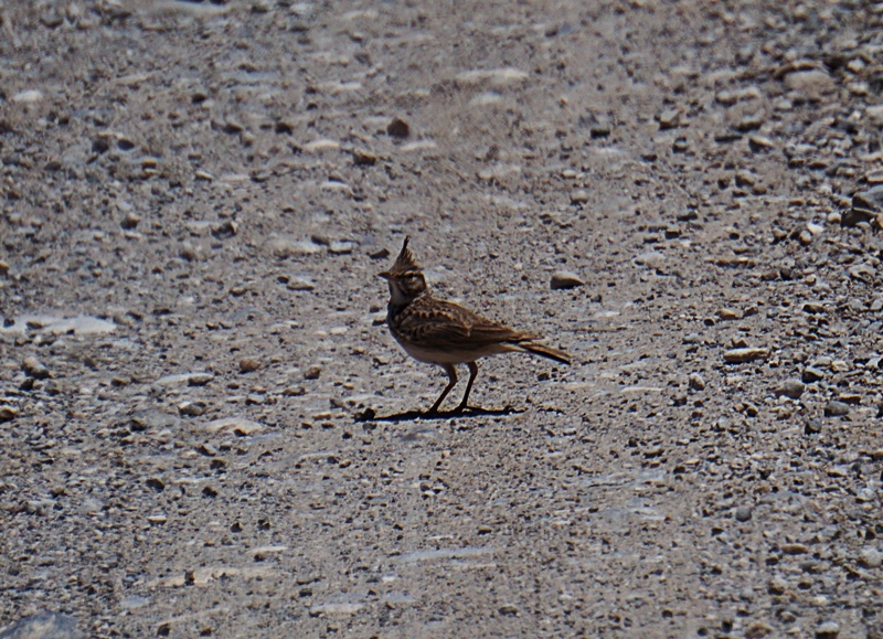 Crested Lark