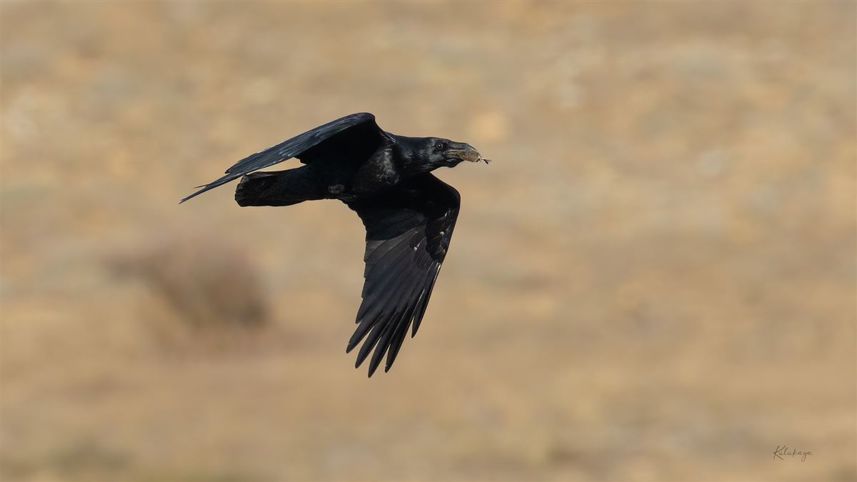 Northern Raven