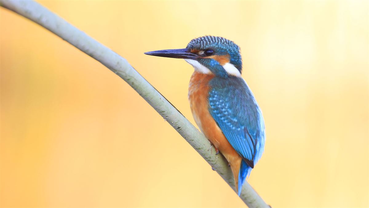 Common Kingfisher