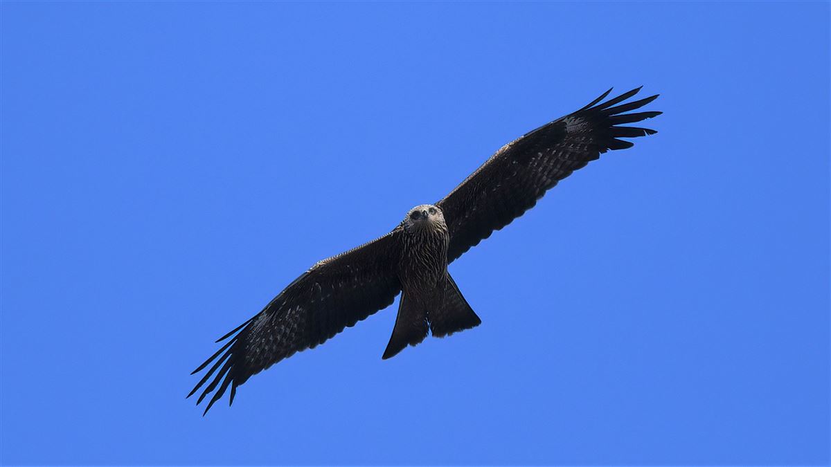 Black Kite