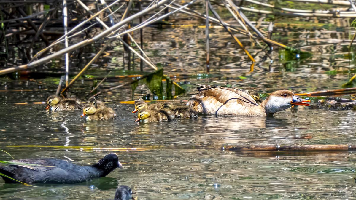 Red-crested Pochard
