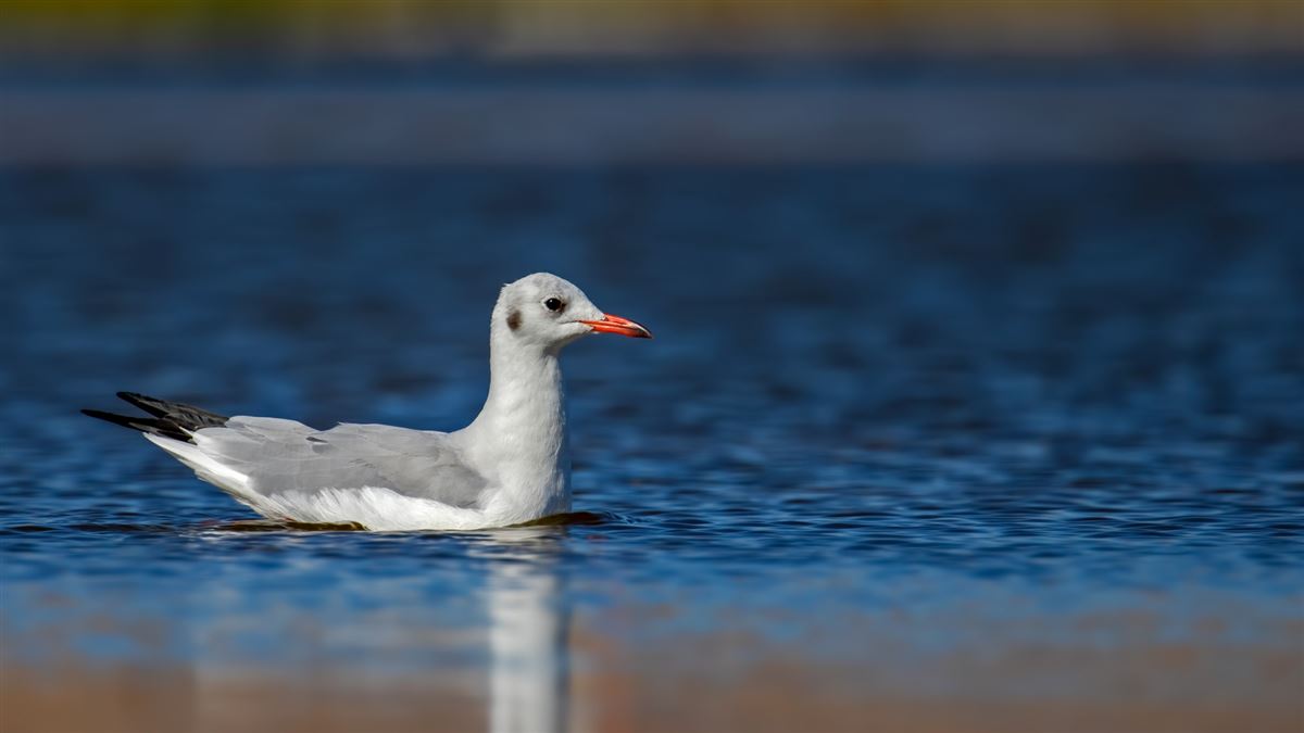 Black-headed Gull