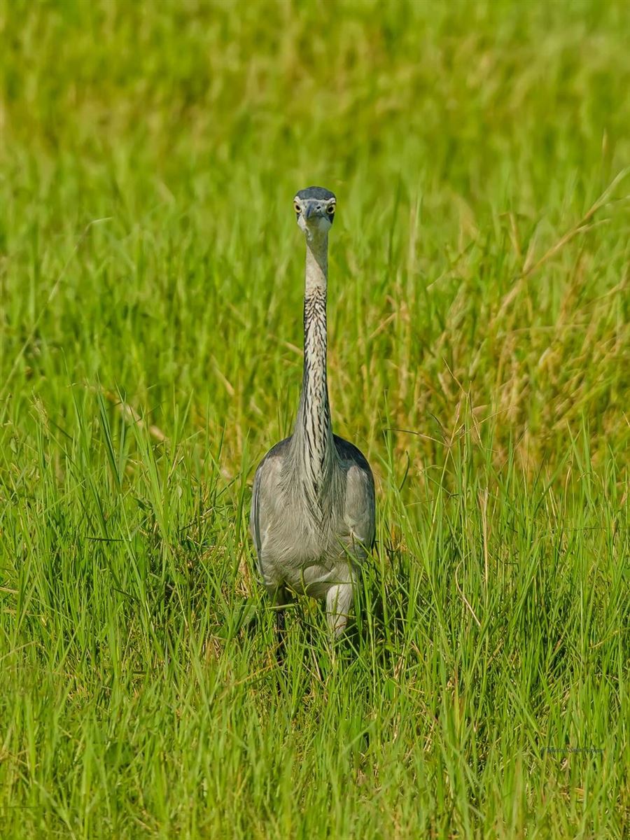 Grey Heron