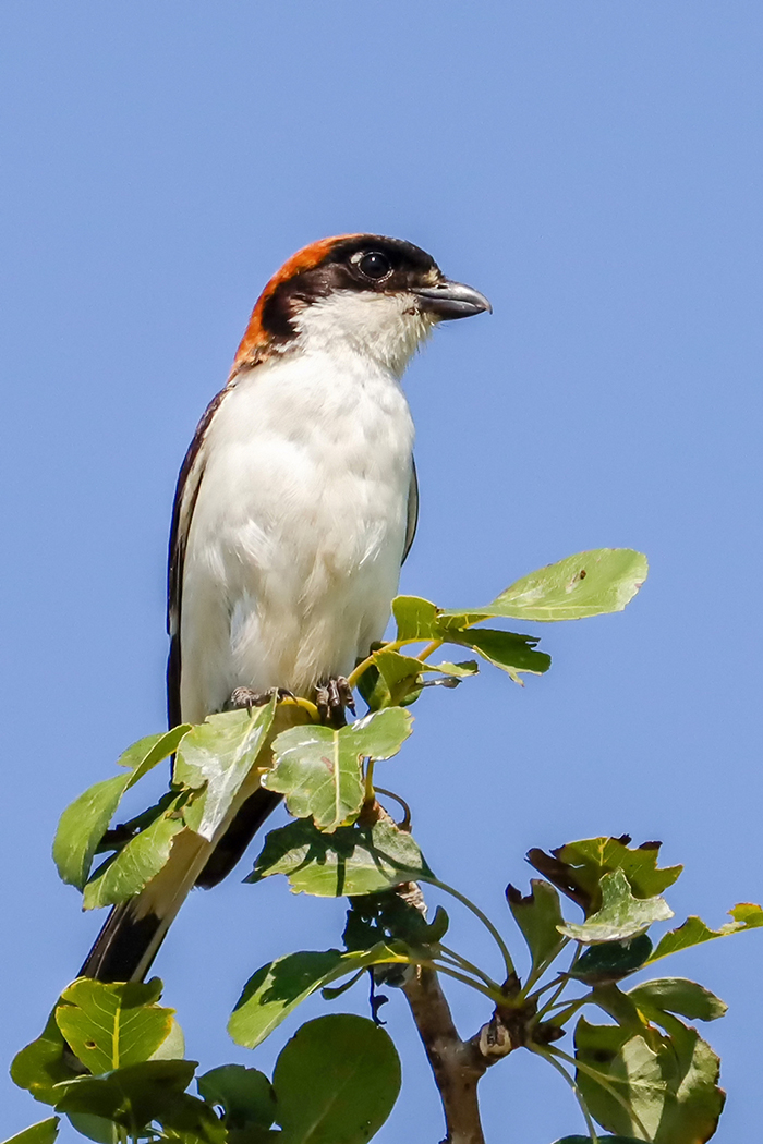 Woodchat Shrike