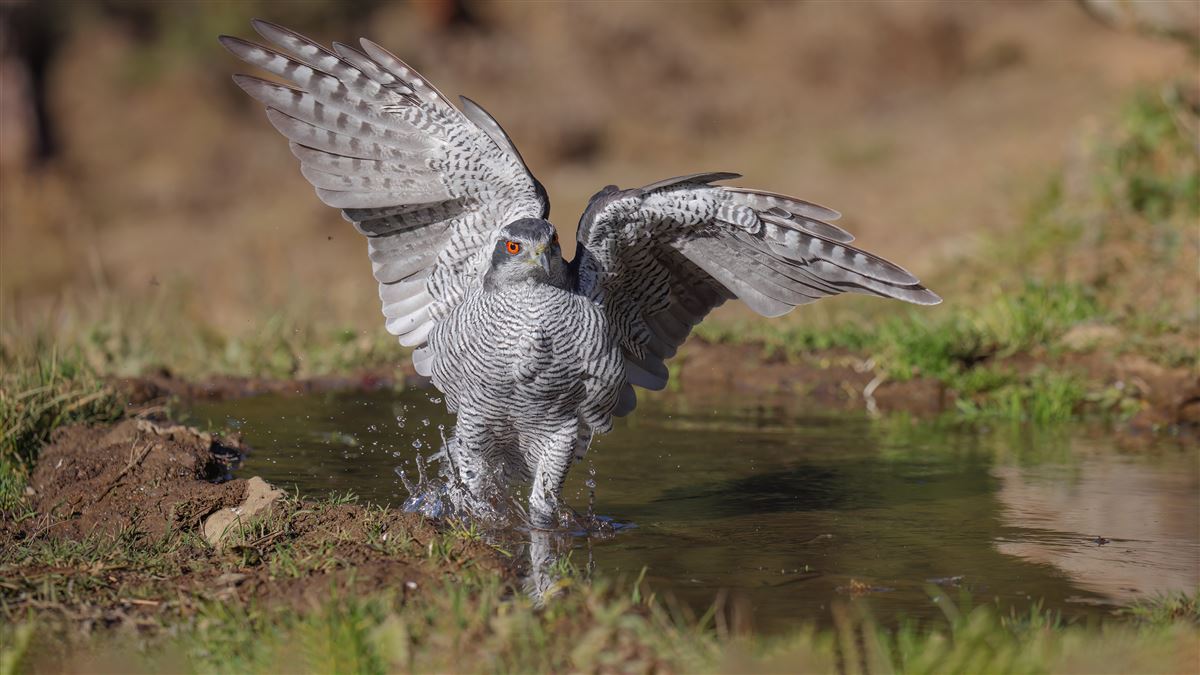 Eurasian Goshawk