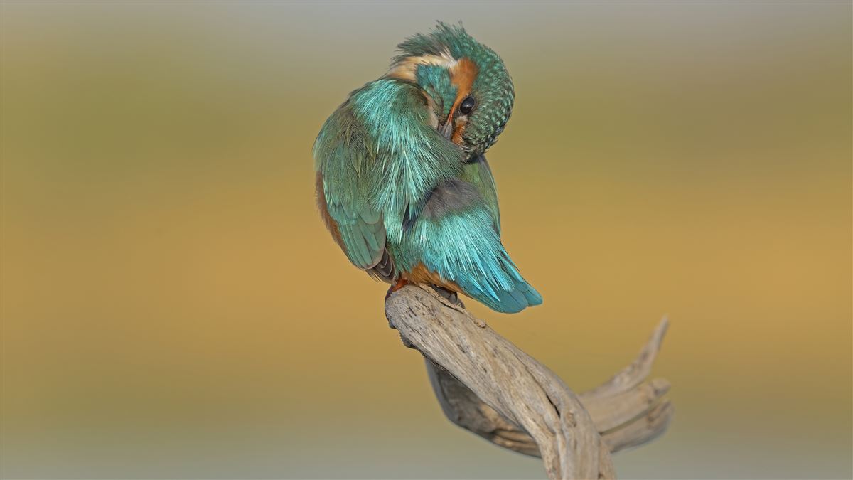 Common Kingfisher