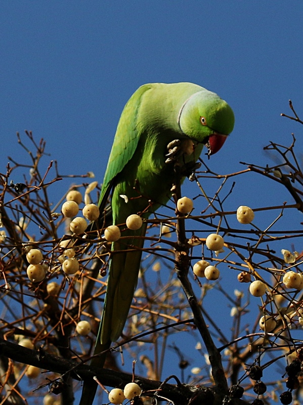 Rose-ringed Parakeet