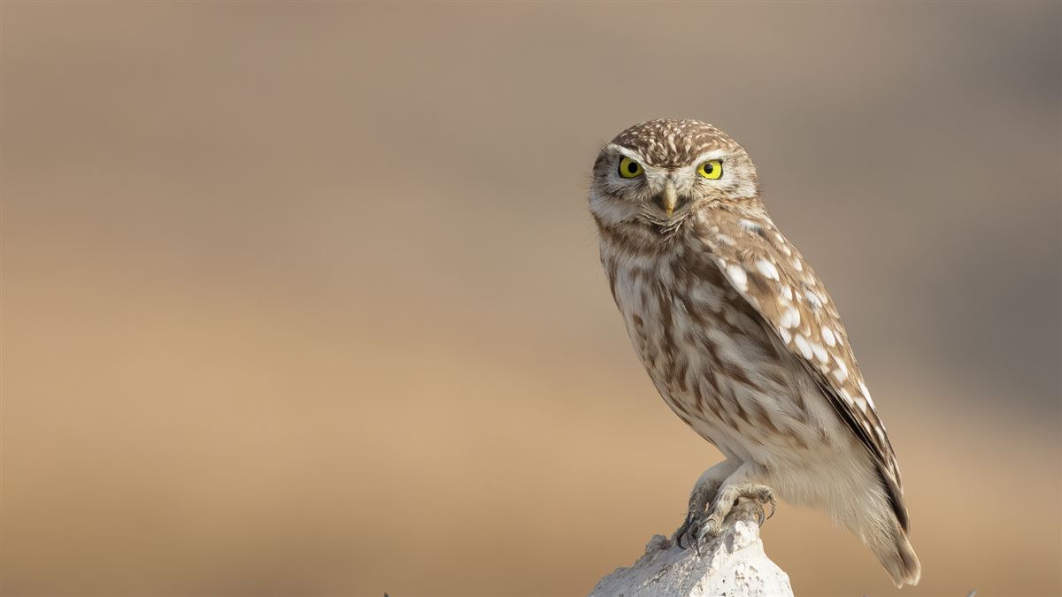 Little Owl