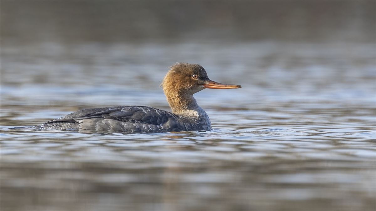 Red-breasted Merganser