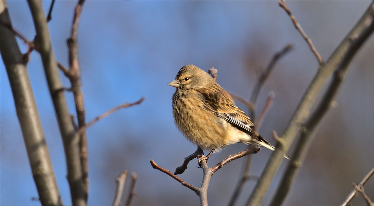 Common Linnet