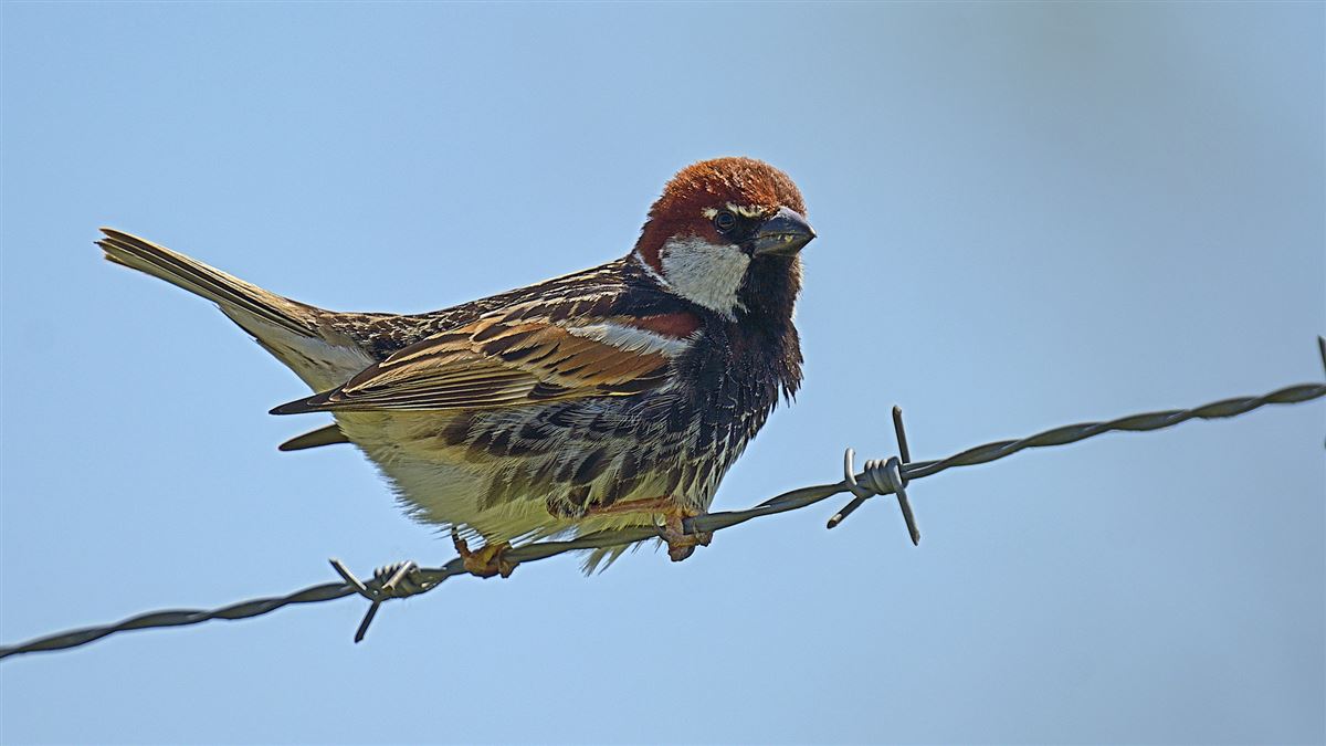 Spanish Sparrow