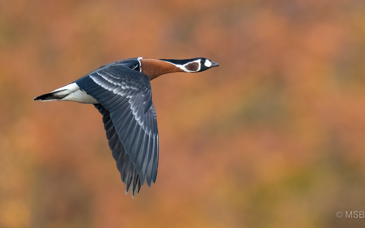 Red-breasted Goose