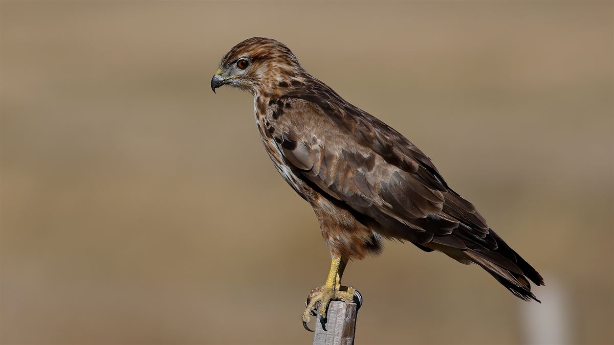 Common Buzzard