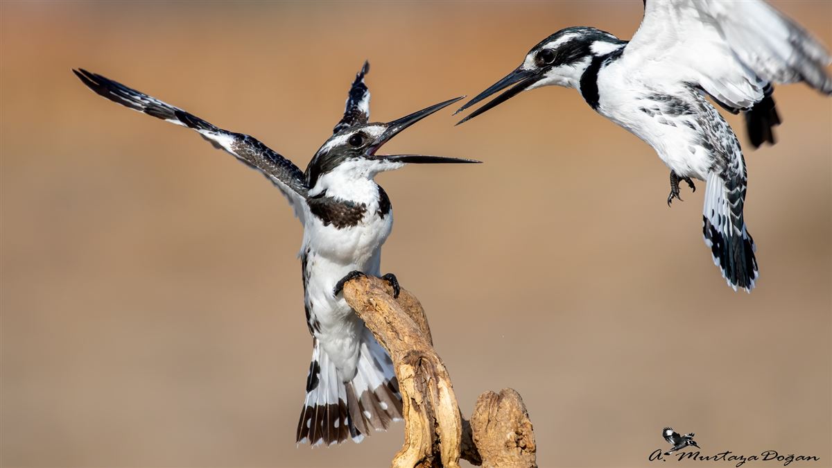 Pied Kingfisher
