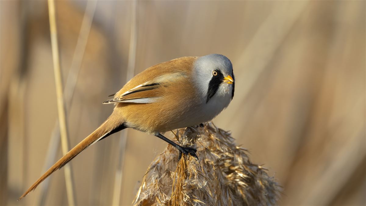 Bearded Reedling