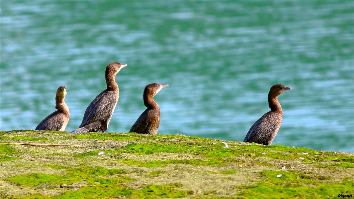 Pygmy Cormorant
