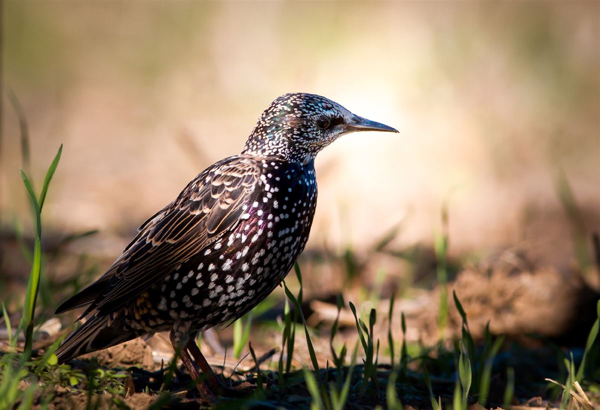 Common Starling