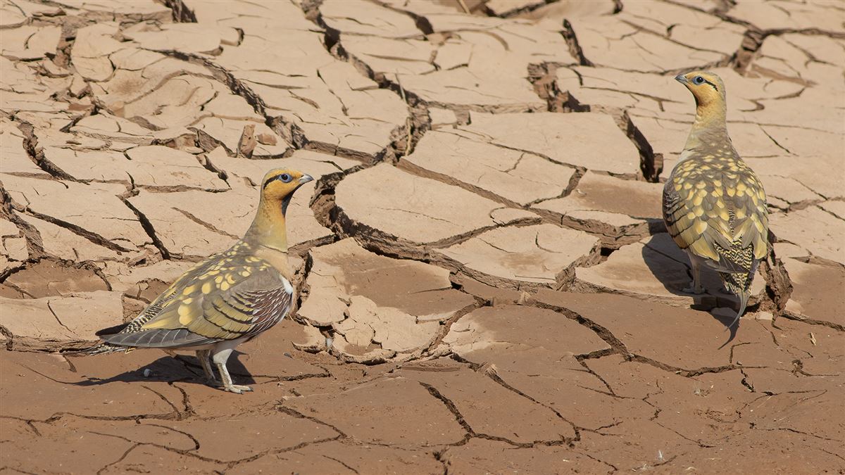 Pin-tailed Sandgrouse