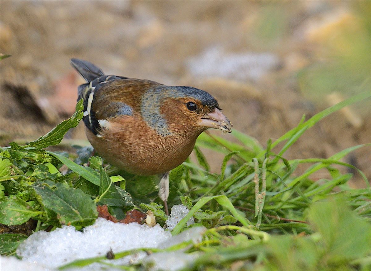 Eurasian Chaffinch