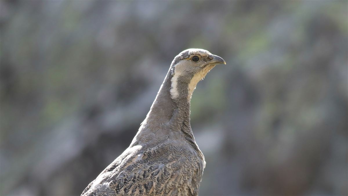 Caspian Snowcock
