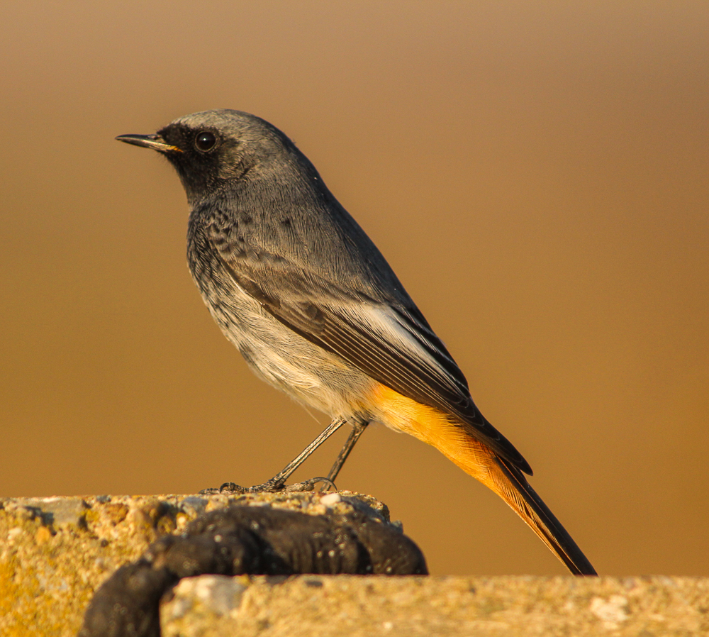 Black Redstart