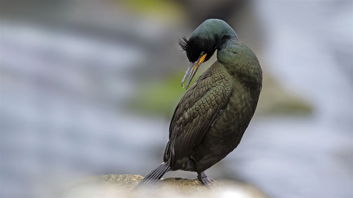 European Shag