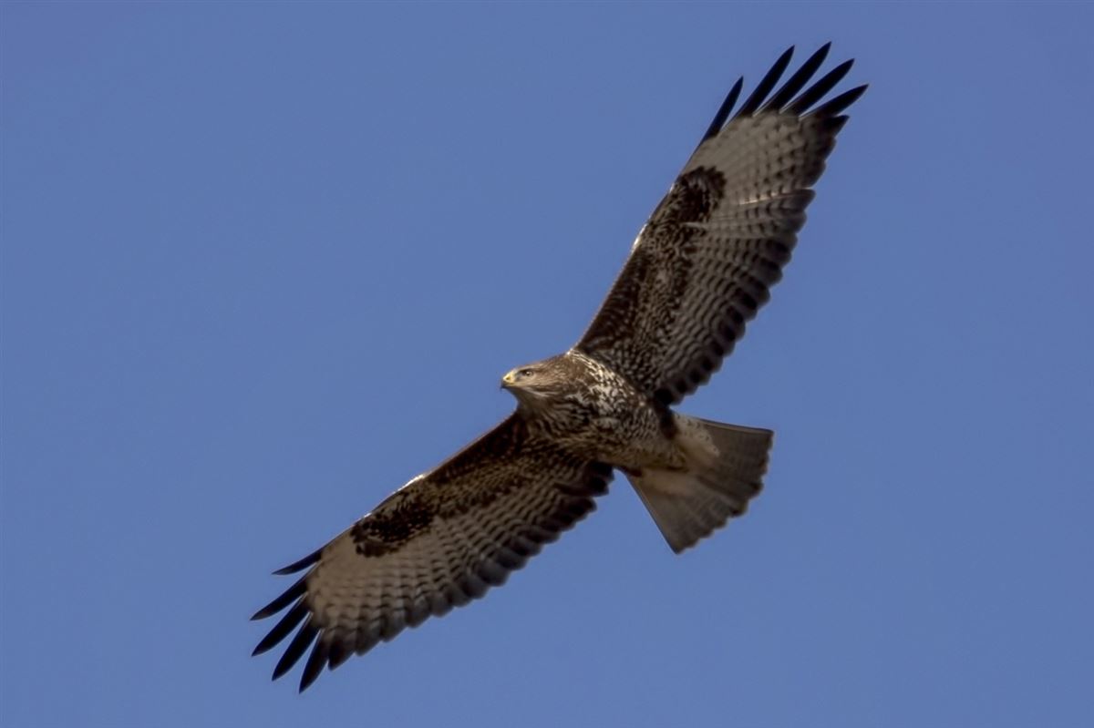 Common Buzzard