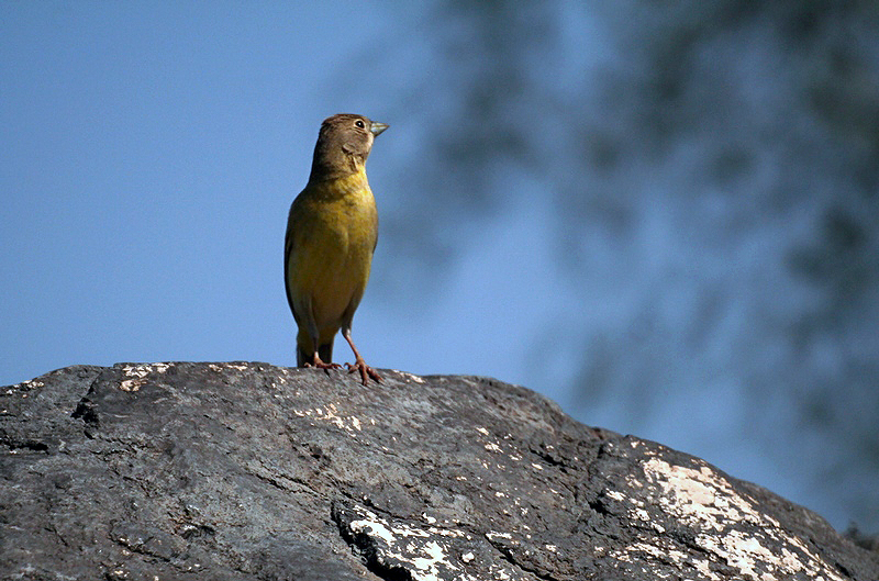 Black-headed Bunting