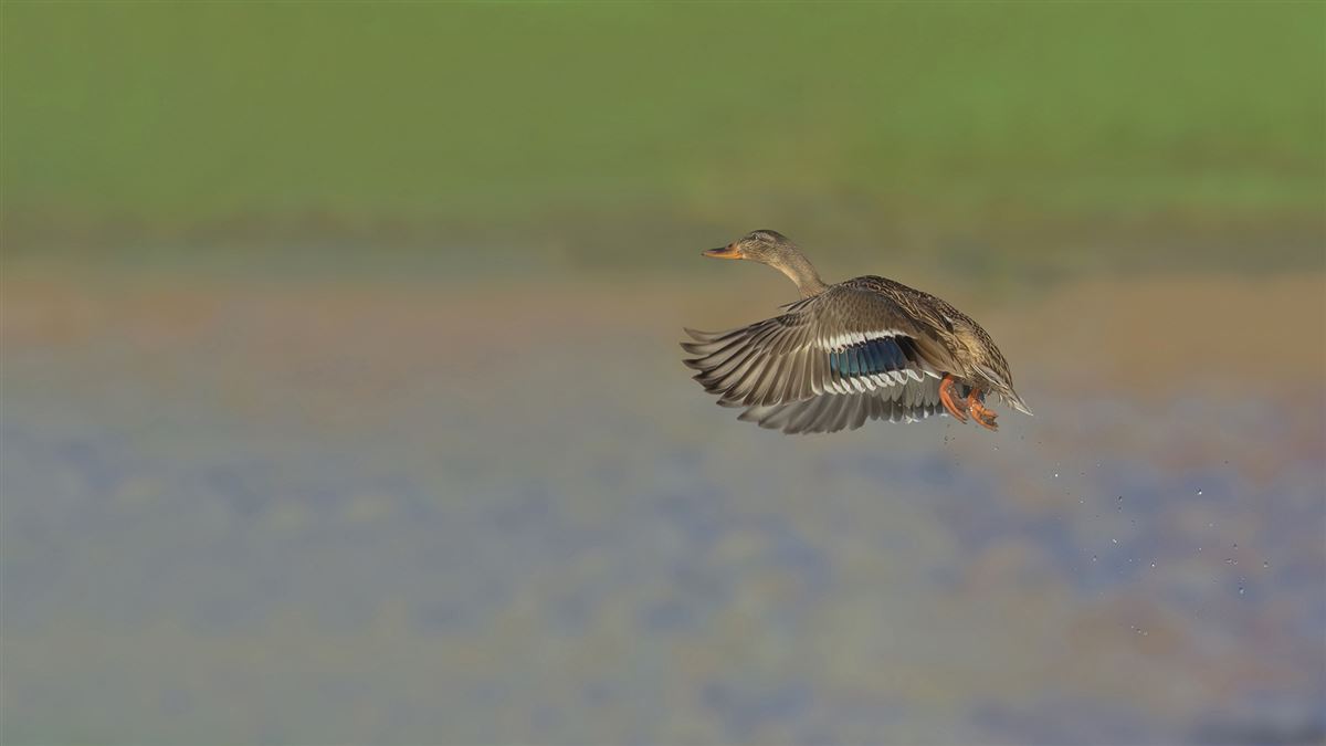 Mallard