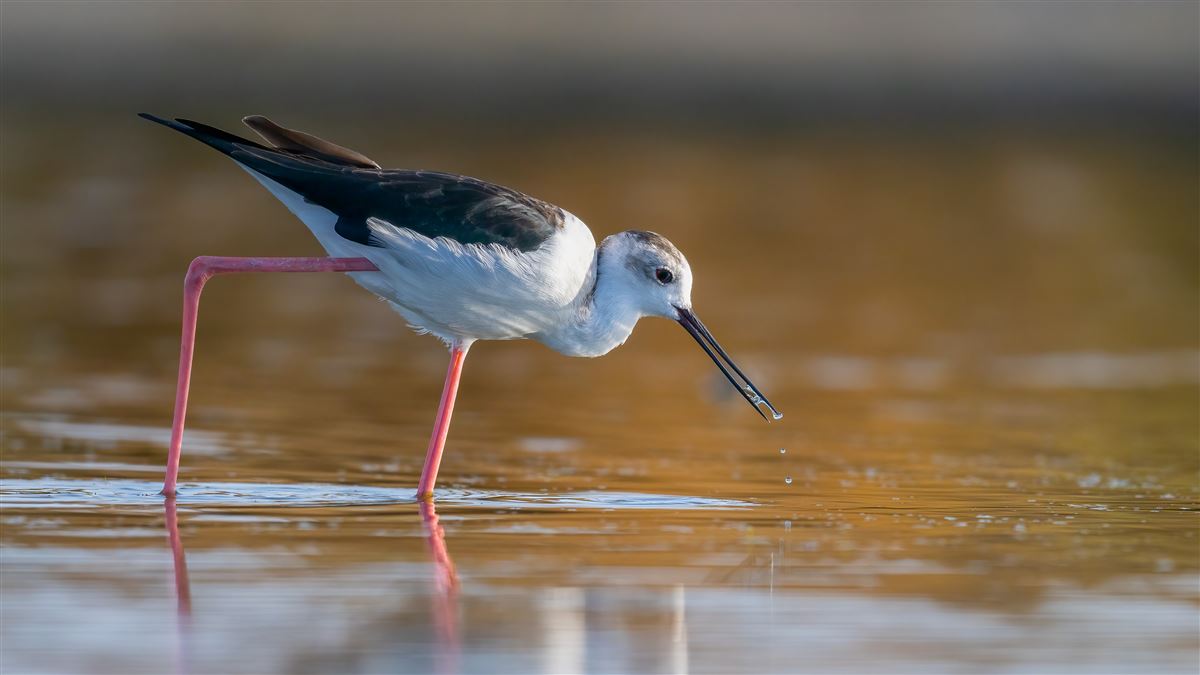 Black-winged Stilt