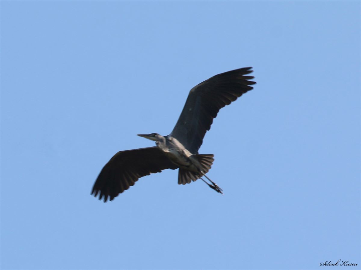 Grey Heron