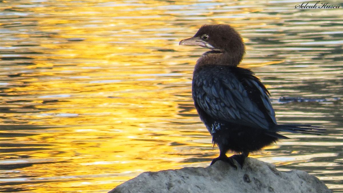 Pygmy Cormorant