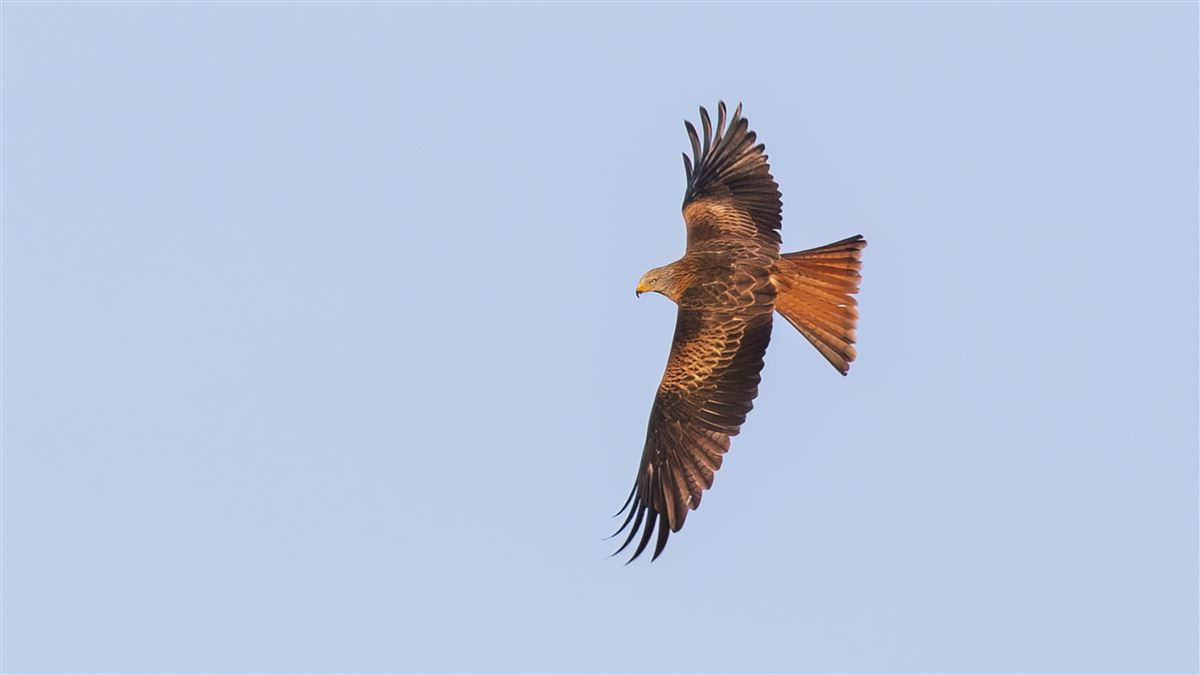 Red Kite