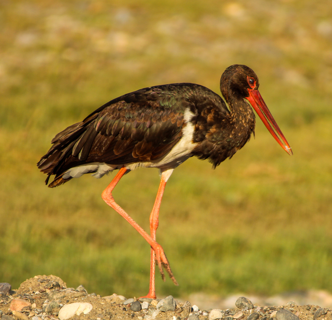 Black Stork
