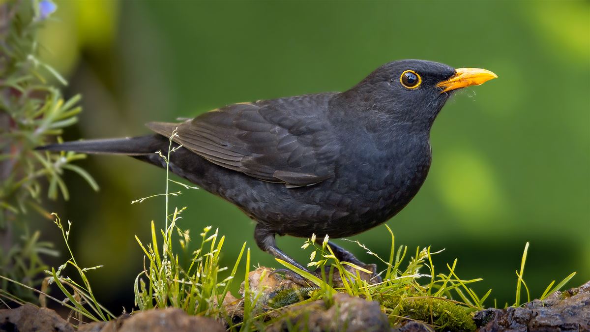 Common Blackbird
