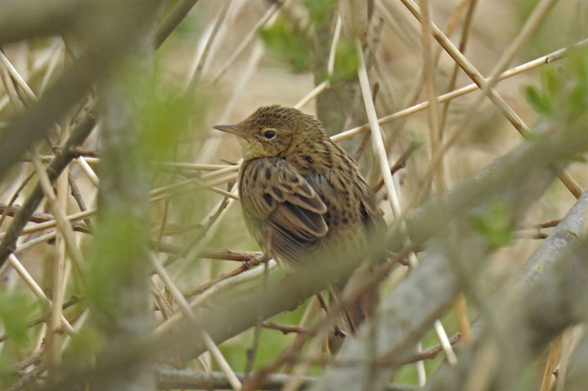 Common Grasshopper Warbler