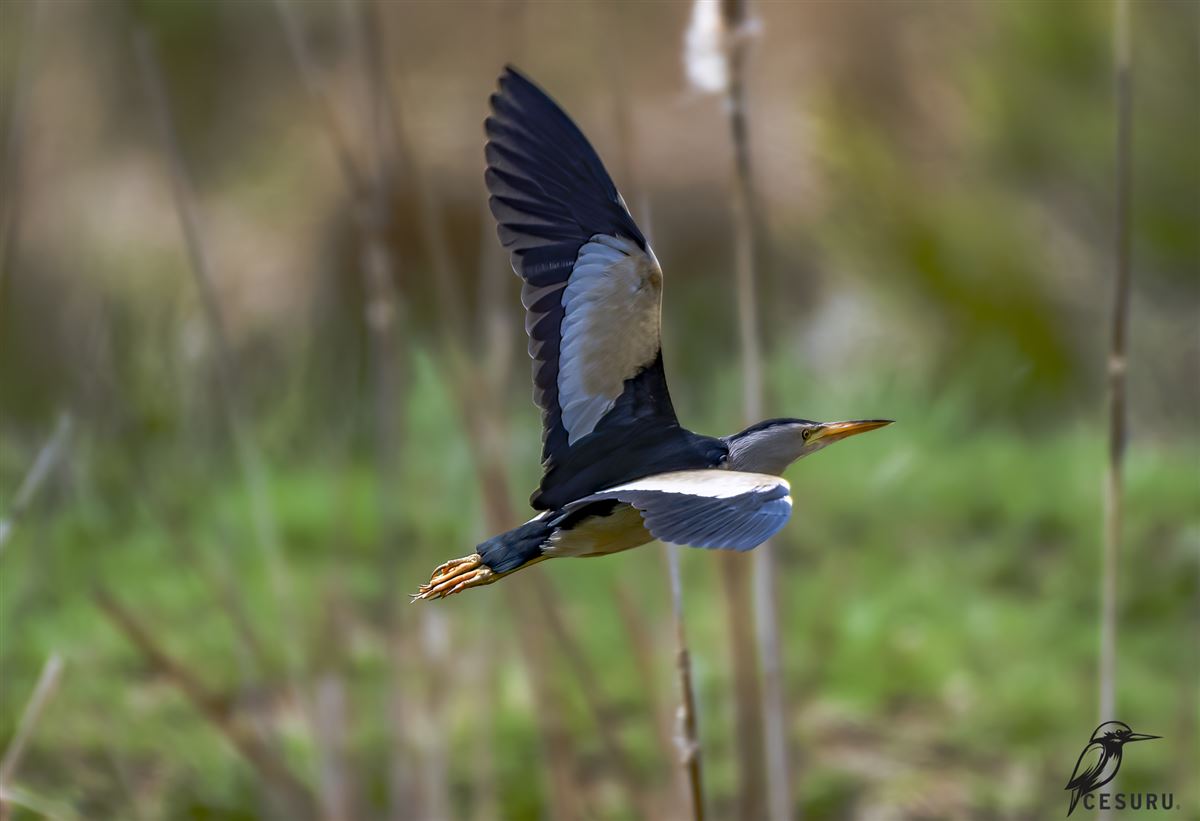 Little Bittern