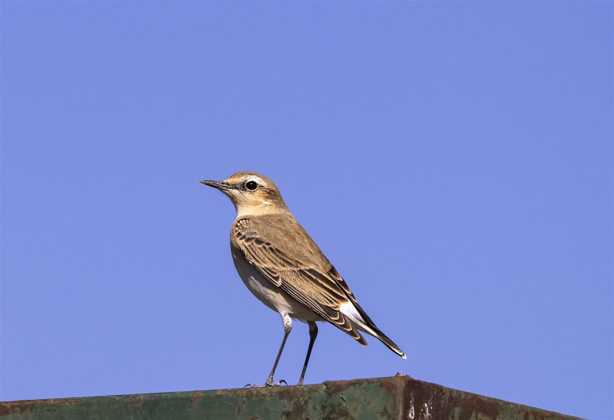 Northern Wheatear