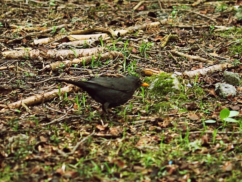 Common Blackbird