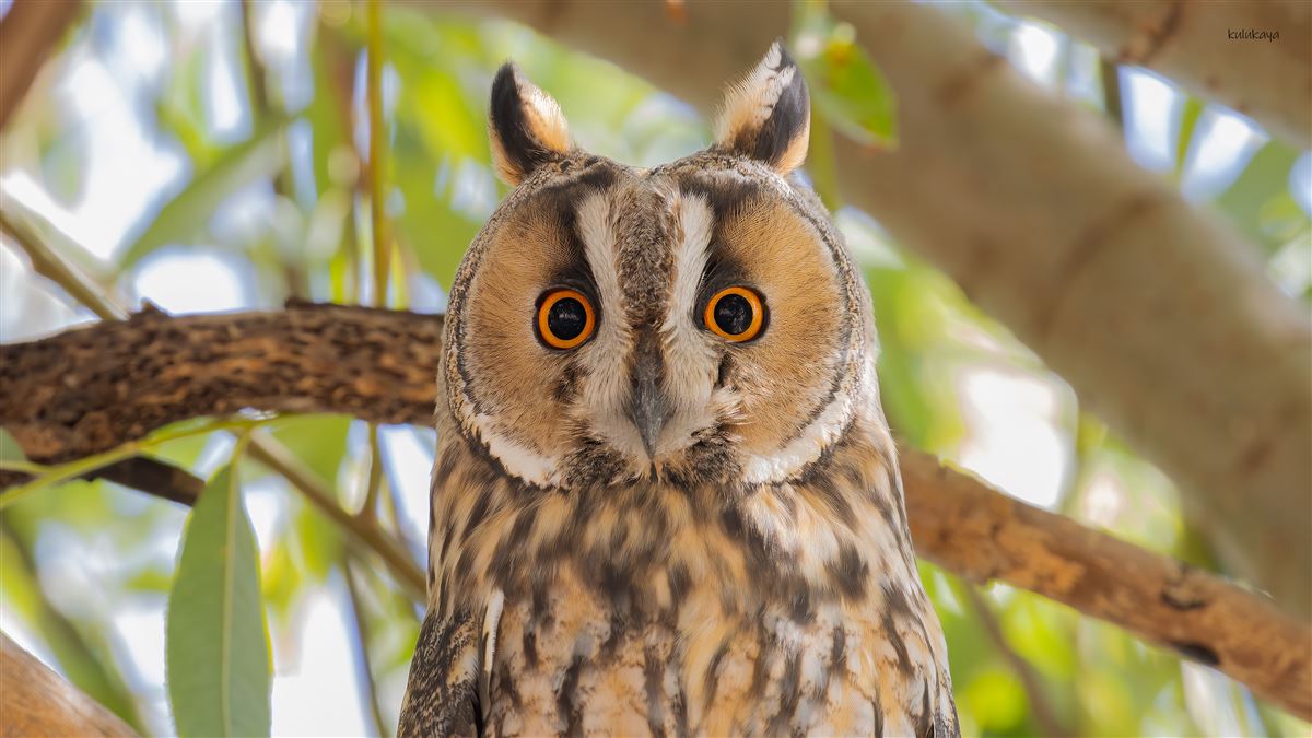 Long-eared Owl